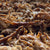 Pulled Pork Ahumado 1 KILO